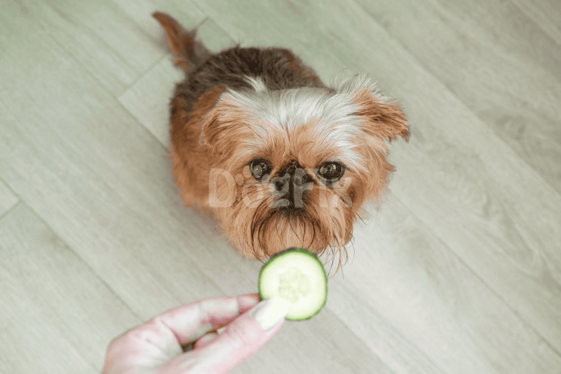 Cute small dog looking at cucumber treat.