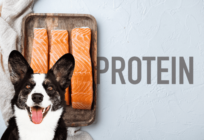 Dog with open mouth and alert expression, fresh salmon fillets in the background, promoting high-quality canine protein.