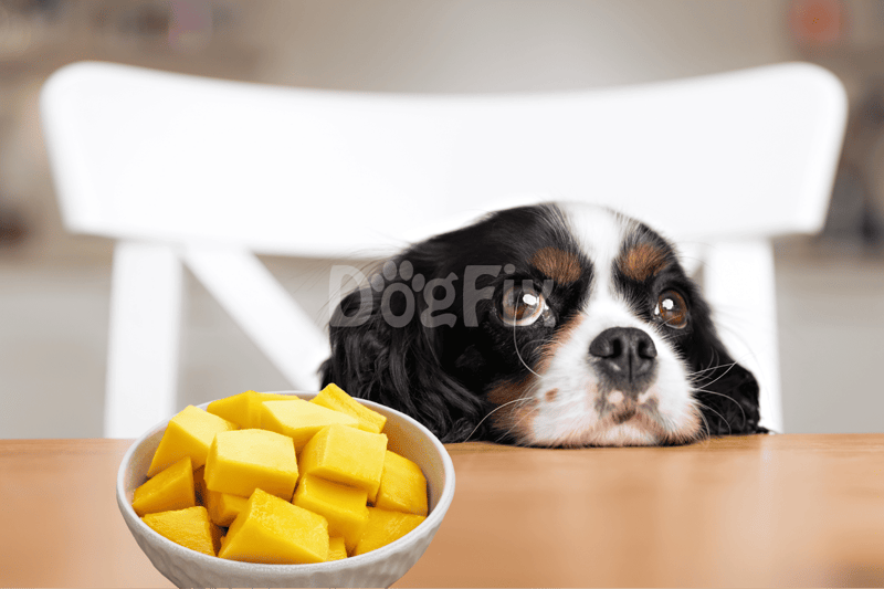 Cute dog with a bored expression looking at a bowl of fresh mango cubes.