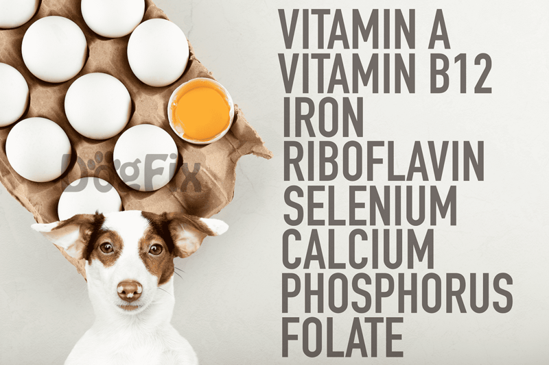 Eggs provide essential vitamins, minerals, and high-quality protein for pets.