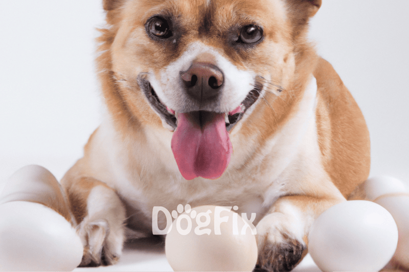 Adorable dog with white eggs, happy and playful, promoting dog care and pet health services.