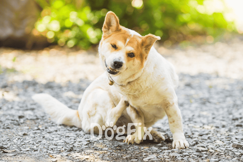 Adorable Corgi dog sitting on gravel path in nature, winking and smiling, showcasing cheerful canine personality.