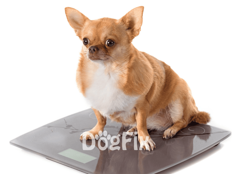 Small dog sitting on a digital pet scale.