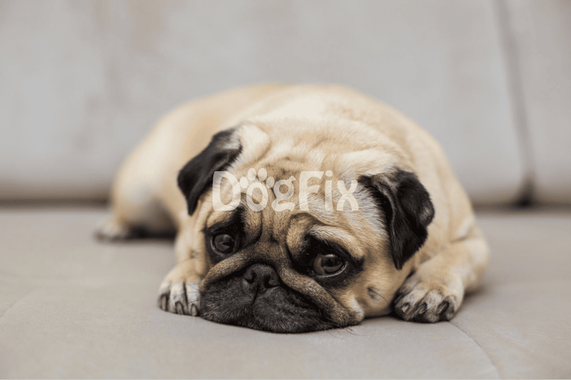 Pug puppy resting on sofa with relaxed expression, a cute and adorable dog, ideal for pet comfort and dog care needs.