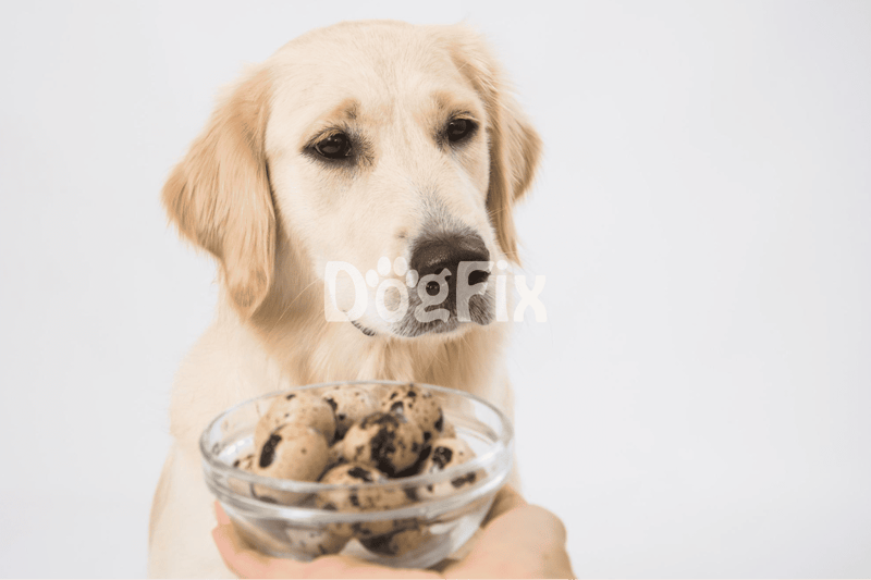 Golden retriever puppy holding a bowl of cookies or dog treats, promoting healthy pet snacks from Dogfix.com.