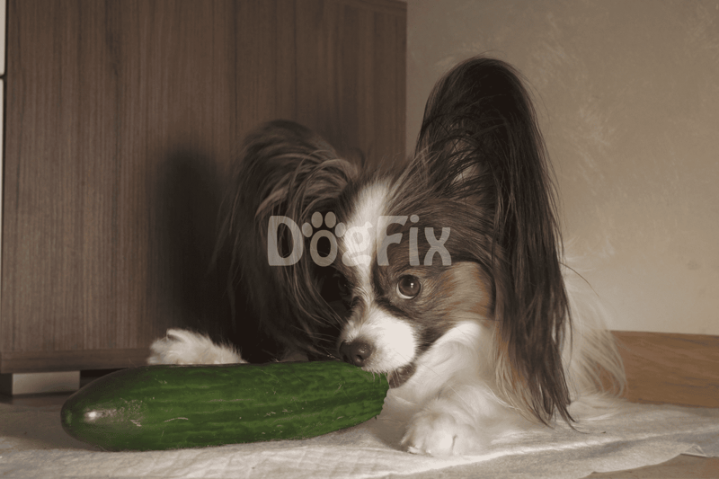 Cute dog playing with fresh cucumber at home.