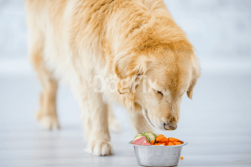 Adorable golden retriever eating healthy dog food with vegetables from a bowl.