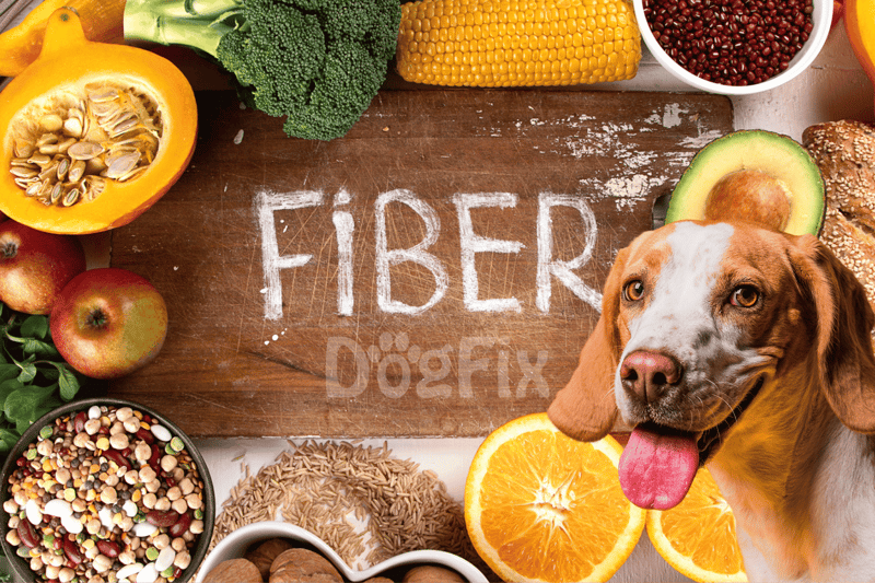Healthy fiber foods for dogs, such as fruits and grains, for a balanced diet & better digestion.