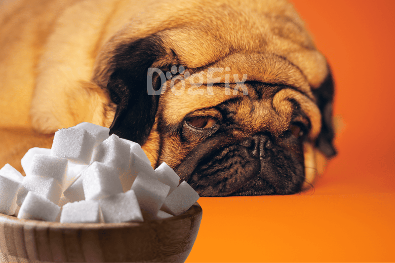 Cute sleeping dog with sugar cubes, cozy and adorable pet resting peacefully.