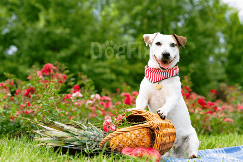 Cute dog with pineapple and fruits in a park setting.