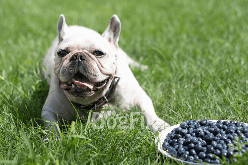 Dog enjoying fresh blueberries outdoors on green grass.