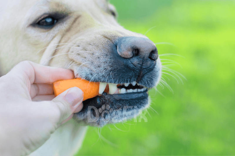 Close-up of a dog eating a carrot, emphasizing healthy pet care and nutrition.