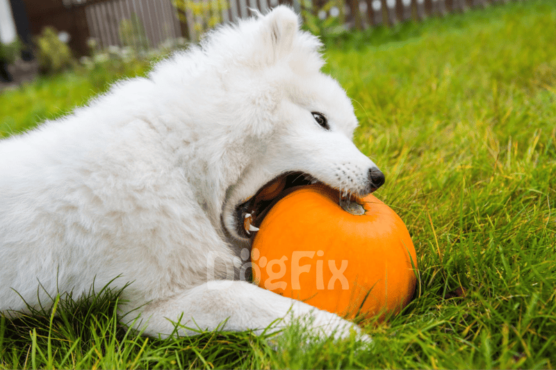 Adorable puppy biting pumpkin during autumn outdoors.