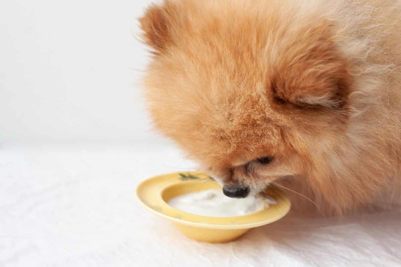 Close-up of a fluffy Pomeranian dog eating yogurt from a yellow bowl on a white surface.