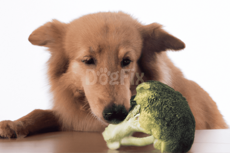 Adorable puppy chewing fresh broccoli for healthy diet.