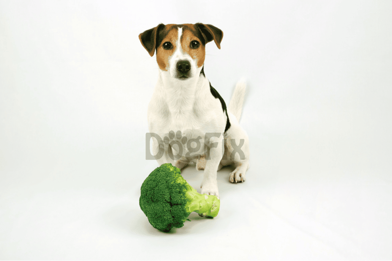 Dog with broccoli, healthy pet food, dog nutrition, and natural dog diet.