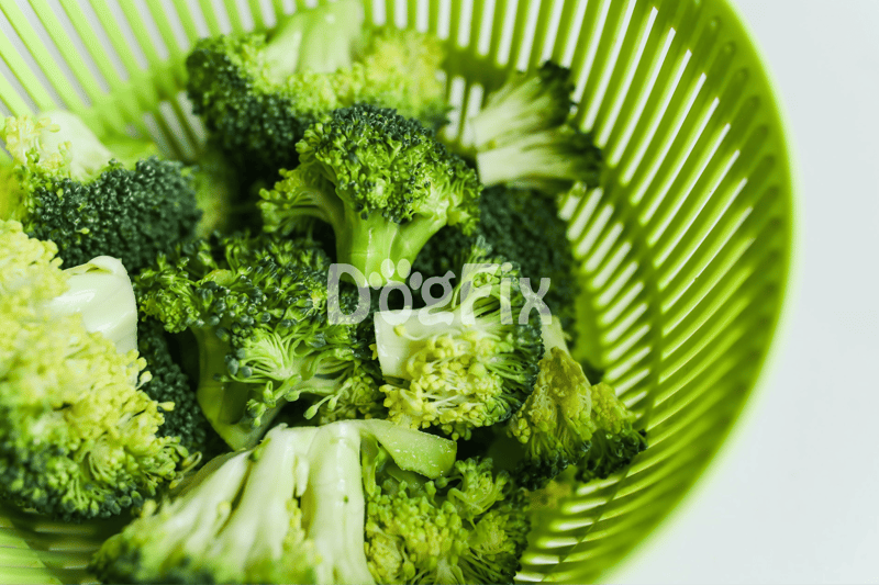 Healthy fresh broccoli for dog nutrition food options.