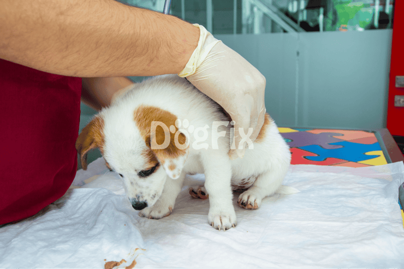 Dog puppy being examined by a veterinarian for health and wellness checkup.