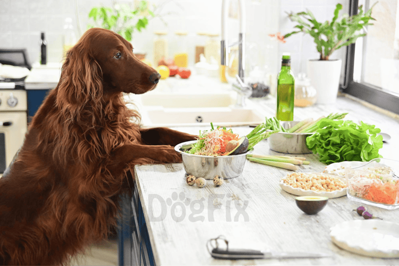 Healthy dog food, fresh vegetables, and treats for canine nutrition.