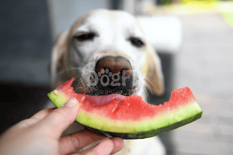 Close-up of a dog about to eat a slice of watermelon, showing a happy pet enjoying a healthy, dog-friendly snack, summer treat, hydration for dogs.
