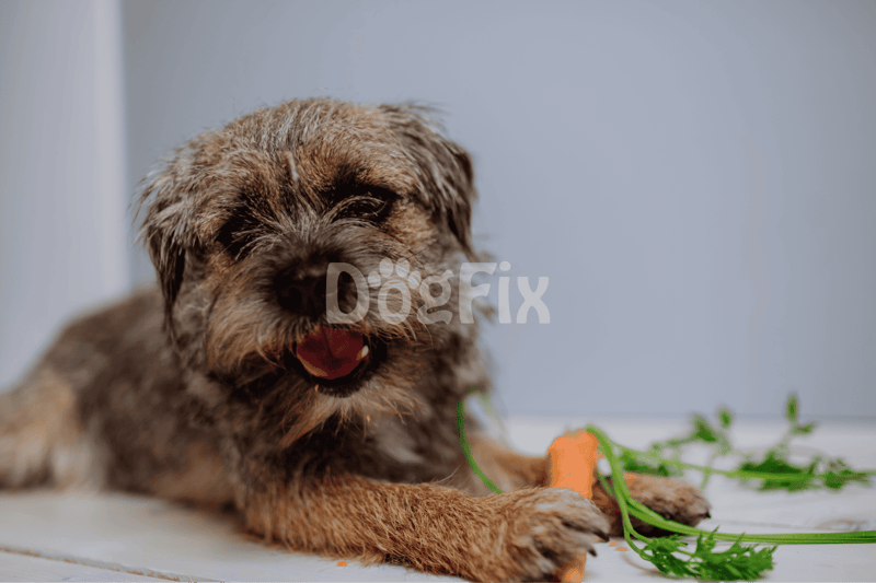 Adorable puppy chewing on a toy, perfect for dog lovers and pet owners seeking playful, healthy dog activity.