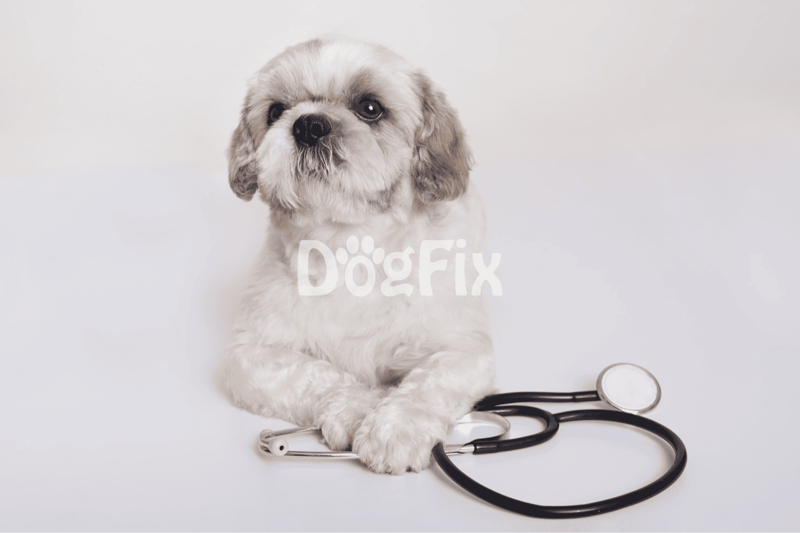 Dog lying with stethoscope on white background.