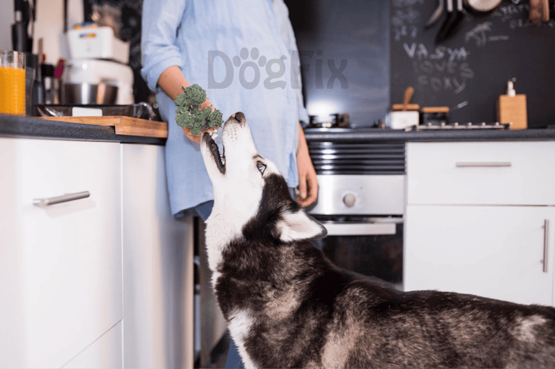 Husky reaching for broccoli in kitchen.
