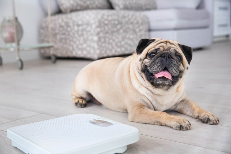 Pug lying on a digital weighing scale at home, showcasing pet health and care in a cozy indoor setting.