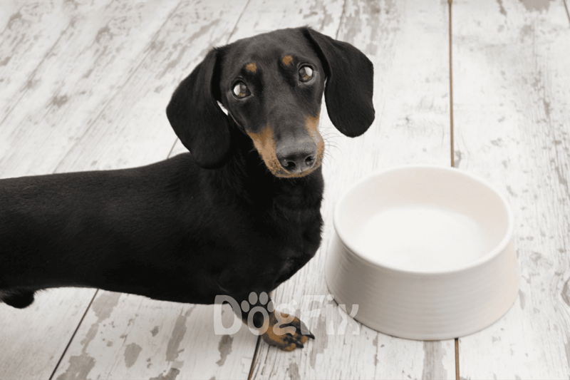 Cute black and tan dachshund dog with food bowl, ideal for pet nutrition and feeding tips.