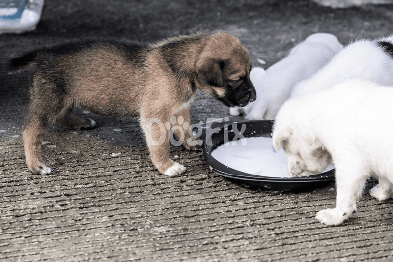 Adorable puppies enjoying milk from a black dish on textured ground. Perfect for pet care and puppy feeding tips.