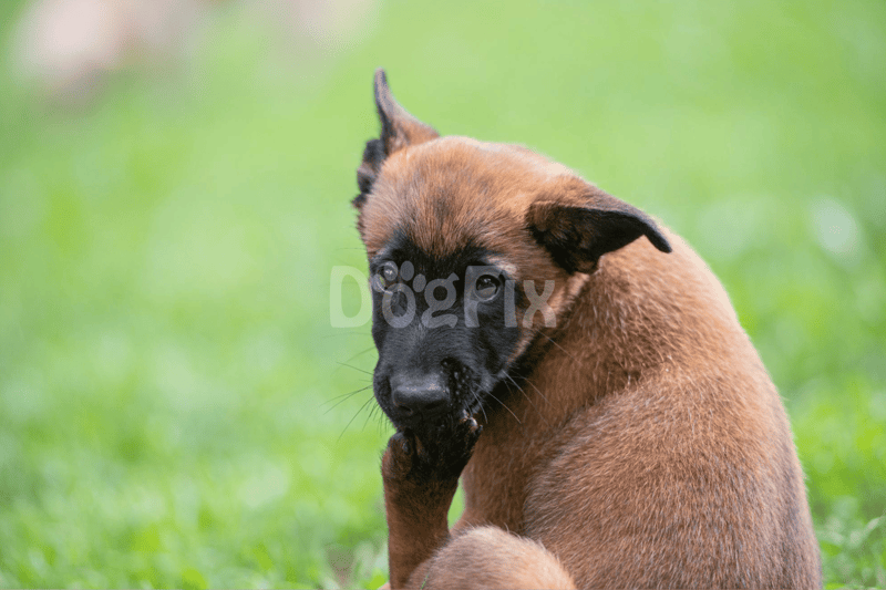 Cute brown puppy licking paw on grass.