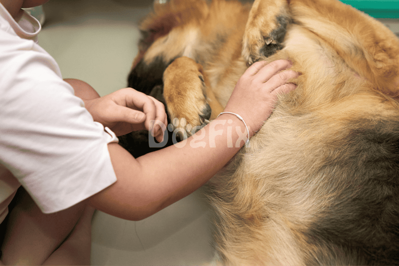 Close-up of a veterinarian examining a large dog on the table for health assessment.
