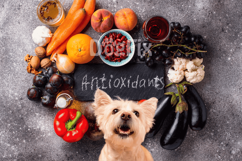 Dog food ingredients for optimal health and antioxidants.