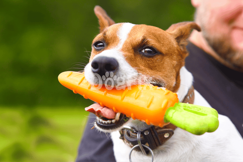 Dog playing outdoors with a colorful chew toy.