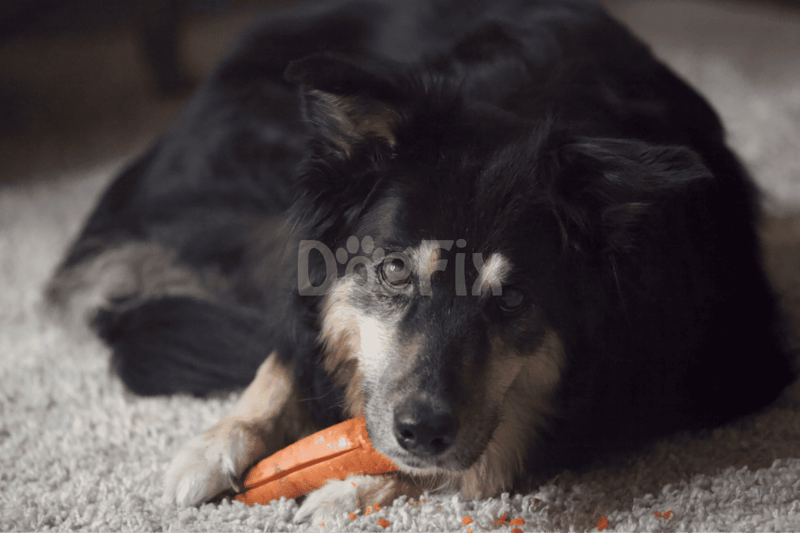 Adorable dog chewing a toy on plush carpet floor.