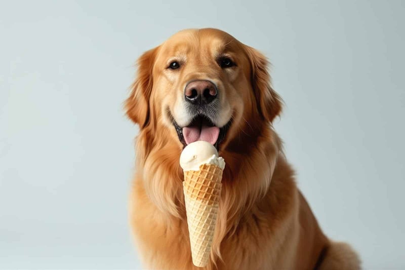 Great golden retriever with a happy expression and loose fur, holding an ice cream cone in a studio shot.