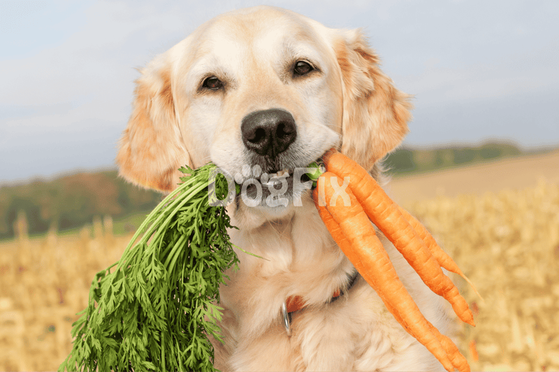 Cute dog with fresh carrots and greens in a field, promoting healthy pet treats and nutrition.