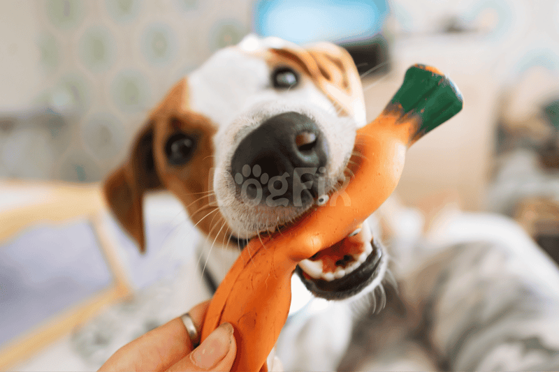 Dog chewing a carrot toy, promoting mental stimulation and stress relief.
