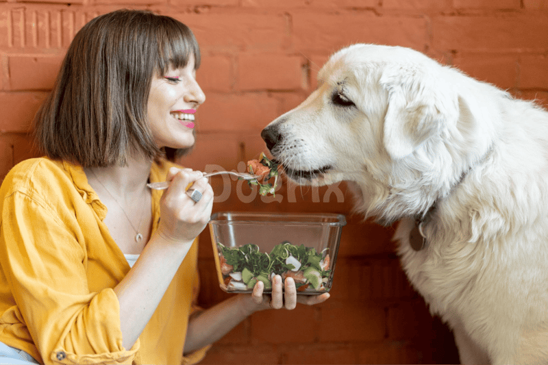 Healthy dog meal, woman feeding and caring for dog, pet nutrition, human-dog bond.