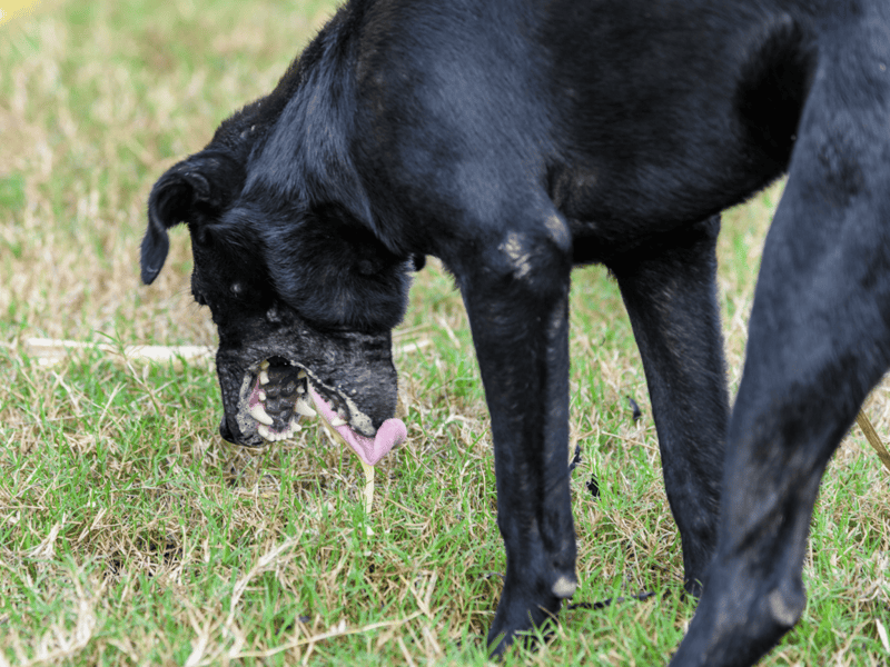 Dog grooming, outdoor pet grooming, black dog grooming, playful dog in grass.