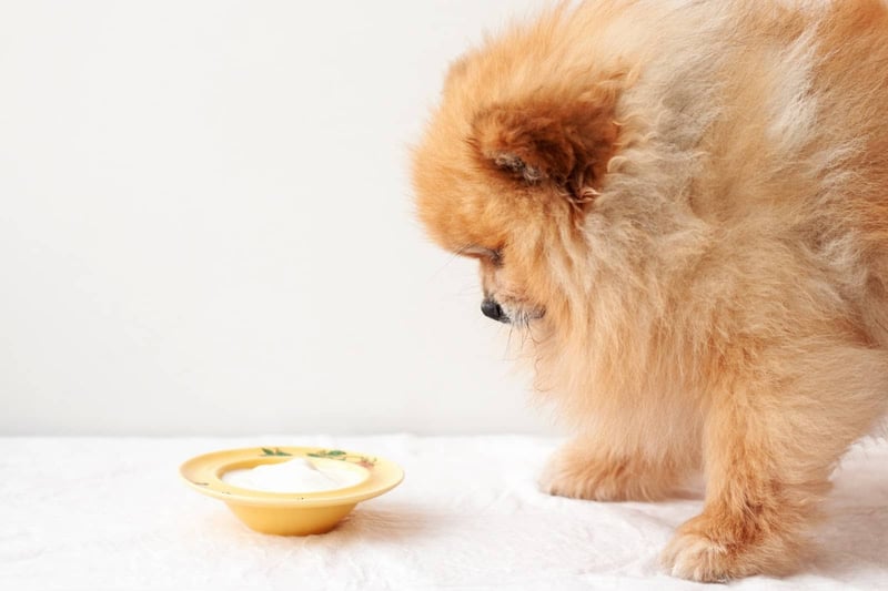 Adorable fluffy puppy looking at bowl of milk, perfect for dog lover websites and pet care tips.
