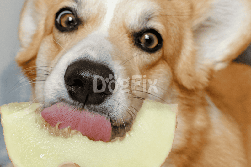 Dog with melon slice in mouth, adorable pet enjoying a healthy snack.