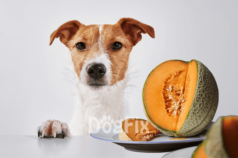 Close-up of a cute dog with a fresh cantaloupe melon on a white background, promoting healthy dog snacks.