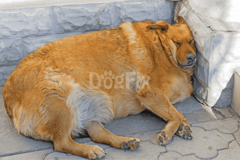 Relaxed dog sleeping against a stone wall.
