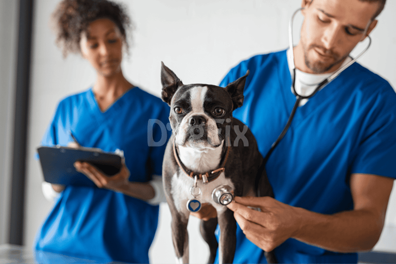 Vet examines and diagnoses a Boston Terrier with stethoscope in a modern clinic.
