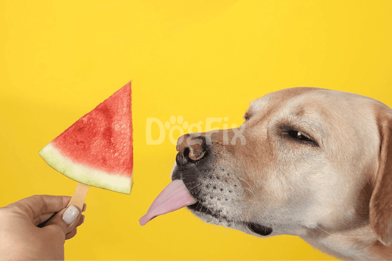 Dog licking watermelon ice cream on yellow backdrop, healthy summer snack for dogs.