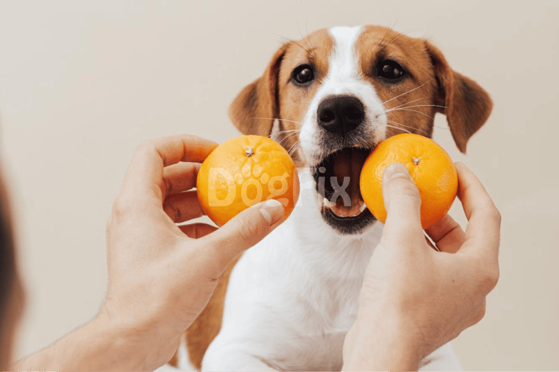 Dog holding oranges in mouth, playful dog photos for pet lovers, fun pet images.