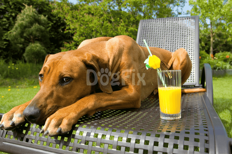 Outdoor dog relaxing with a glass of fresh orange juice on garden bench.