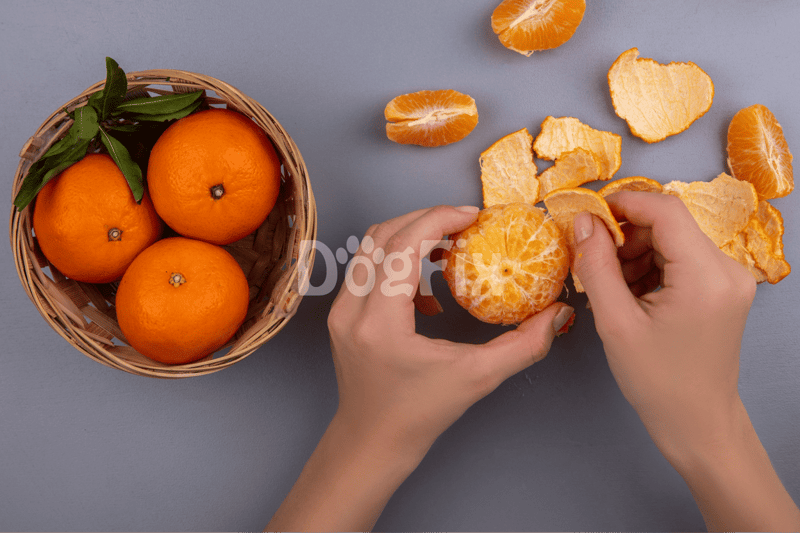 Fresh oranges being peeled, suitable for healthy dog treats.