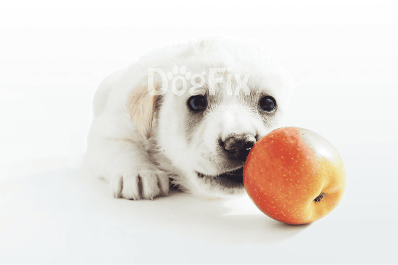 Adorable puppy lying next to apple, promoting healthy treats for dogs.